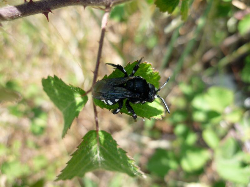 Melecta sp.